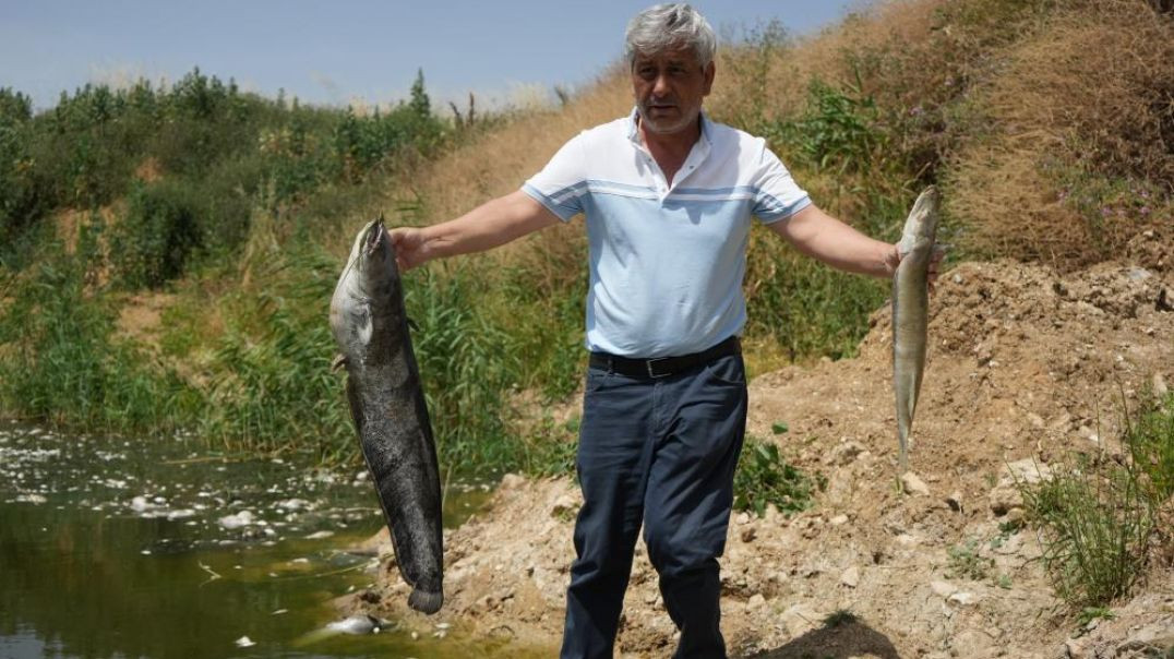 Zehir saçan Nilüfer Çayı'nda korkunç balık katliamı!