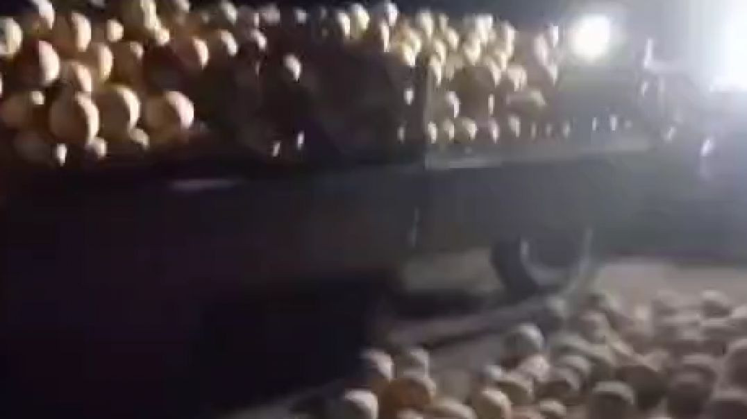 Bursa'da satılmayan kavunları yola dökerek koyunlara yem yaptılar