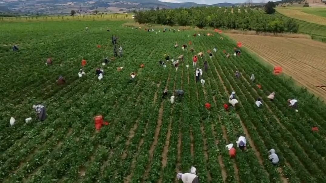 Bursa'da fasulye tarlasında çiftçiler dertli!