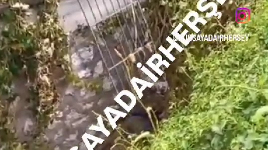 Bursa'da uyuşturucu madde etkisindeki şahıs dereye atladı