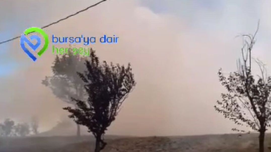 Bursa'da park alevlere teslim oldu