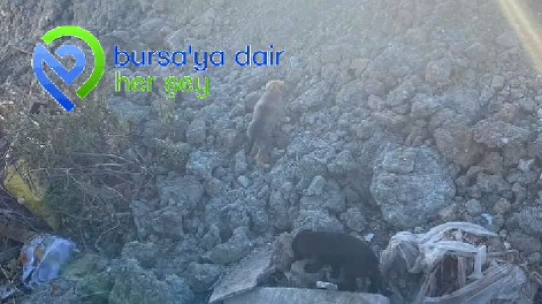 Bursa'da 4 yavru köpek inşaat firmasının döktüğü hafriyatın altında kaldı
