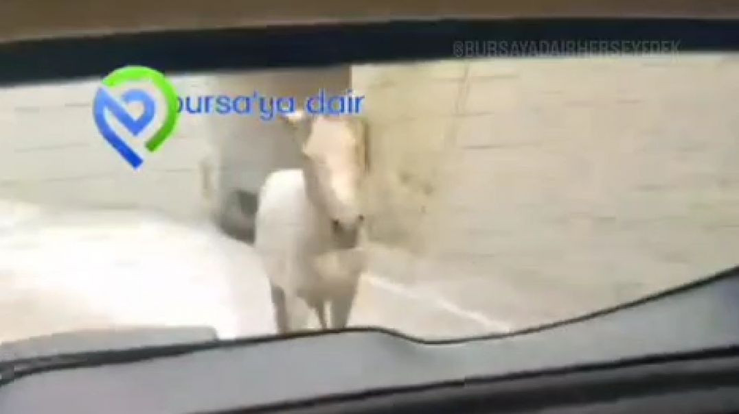 Bursa'da bir at sınav aracını kovalayarak ısırdı!