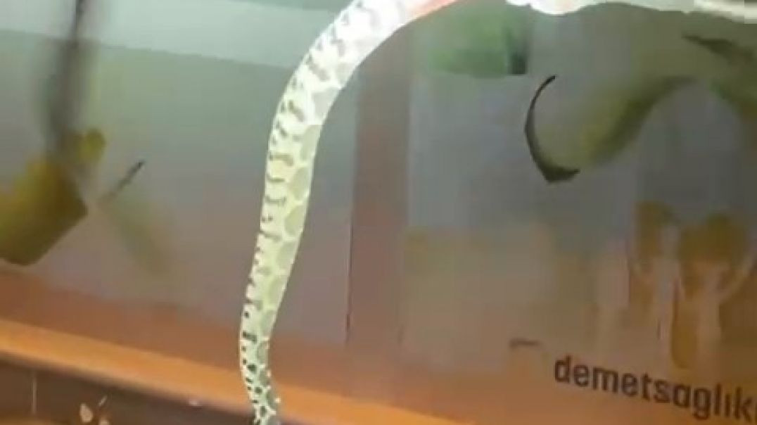 Bursa'da seyir halindeki aracın kaputunda yılan paniği!