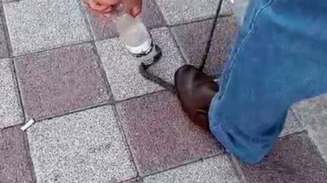 Bursa'da kahvehaneye giren yılan paniğe neden oldu