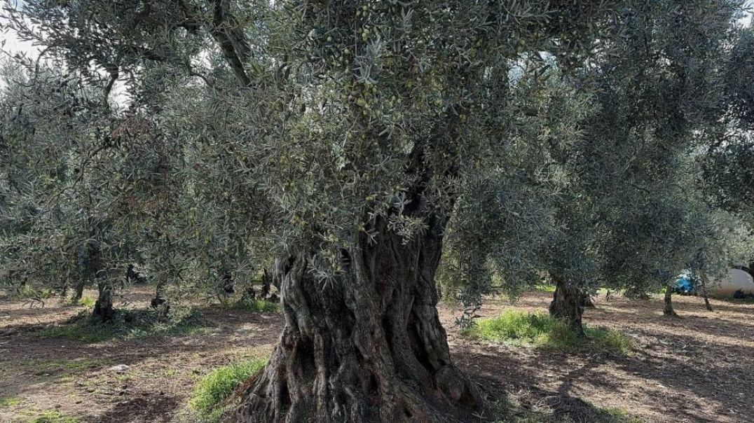 İznik'in bin 700 yıllık zeytin ağaçları tüm ihtişamıyla zeytin veriyor