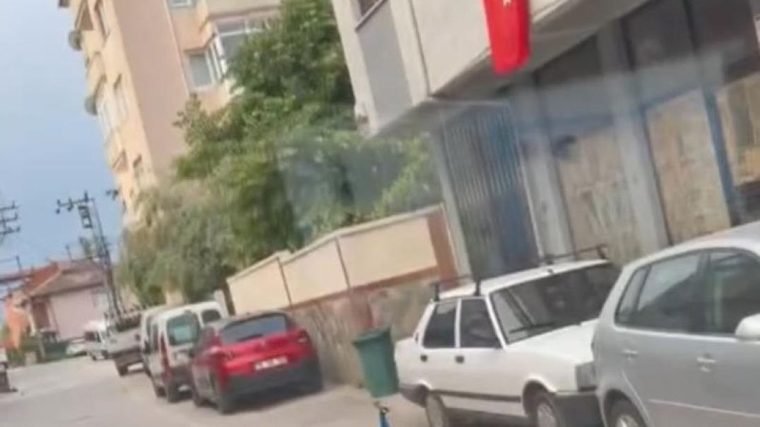 Bursa'da sokakta ortasında gezen tavus kuşunu gören şaşkına döndü