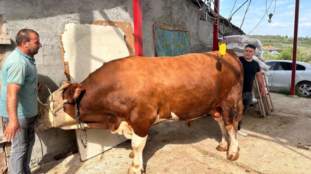 Bursa’da 1 ton 200 kiloluk kurbanlık "Paşa" 380 bin TL'den satışta!