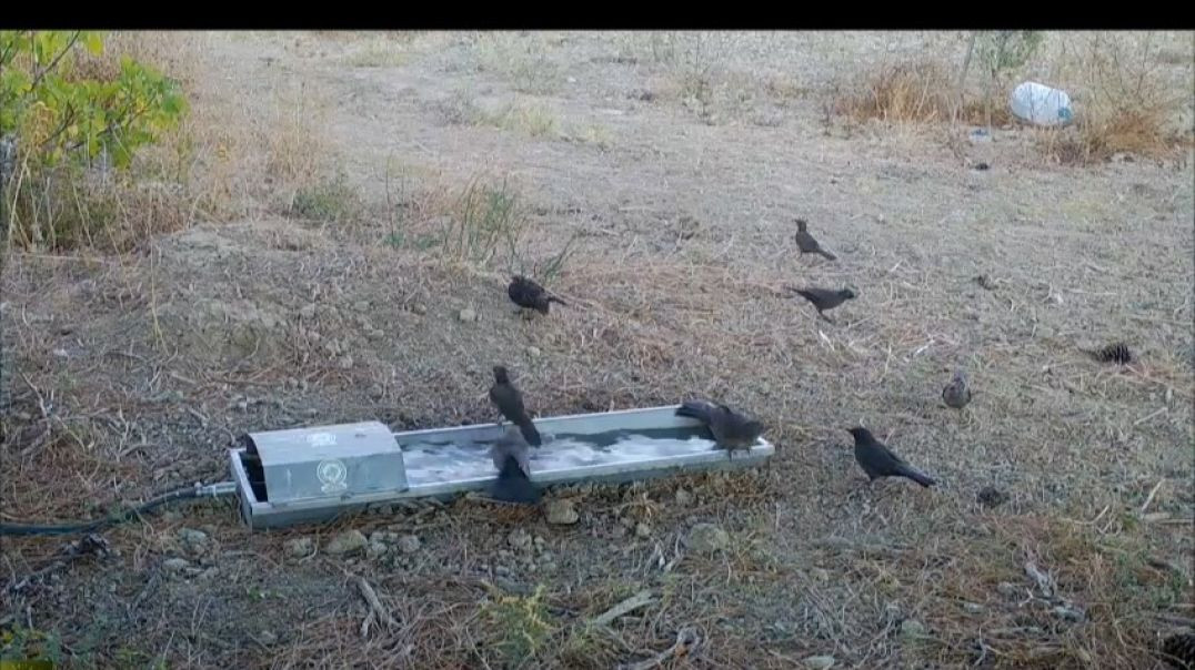Yaban hayvanları için hayat kaynağı: Doğaya suluk desteği