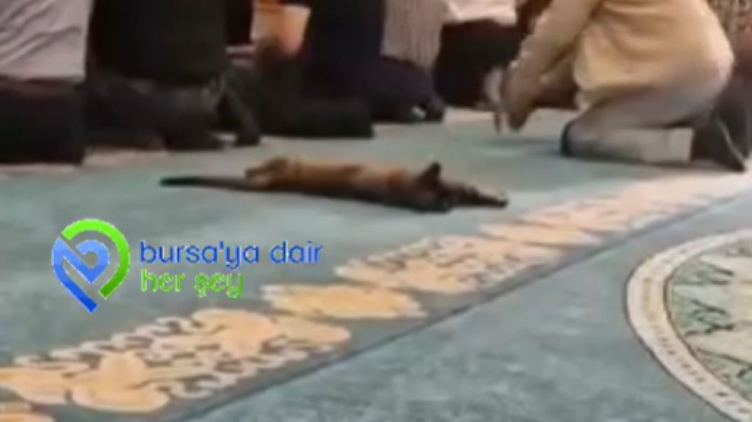 Bursa'da cemaatle saf tutan kedi yürekleri ısıttı