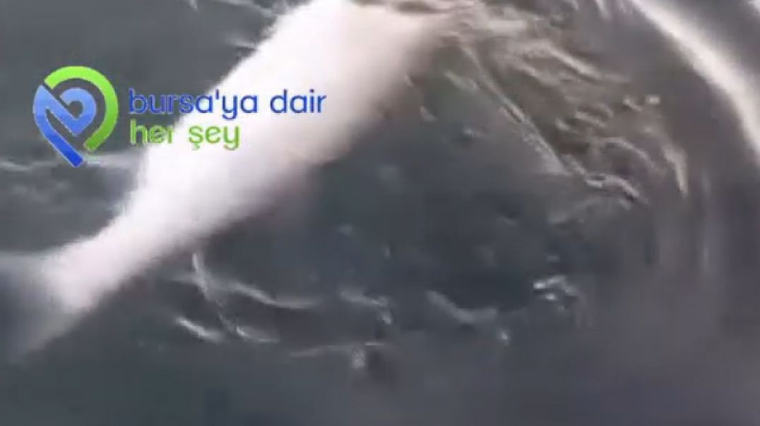 Marmara Denizi'nde amatör balıkçı oltayla 9 kiloluk dev levrek yakaladı