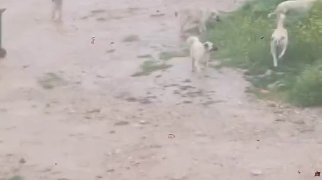 Bursa'da başıboş köpek sürüsü çocuğa saldırdı