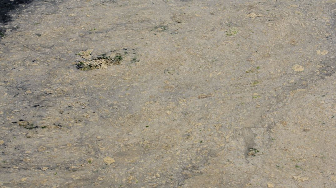 Gemlik'te müsilaj nedeniyle balık yumurtaları ölüyor