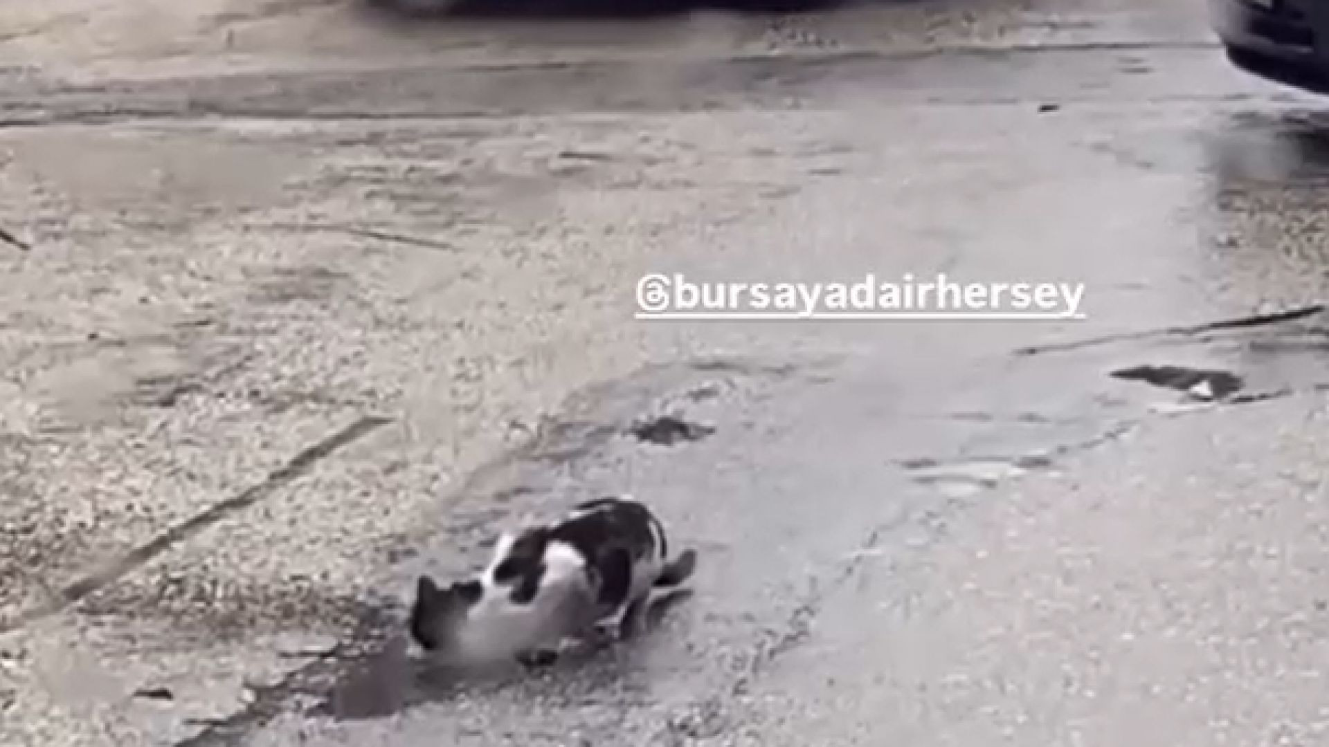Bursa'da su içen kedi için trafik durdu...Duyarlı sürücüler takdir topladı