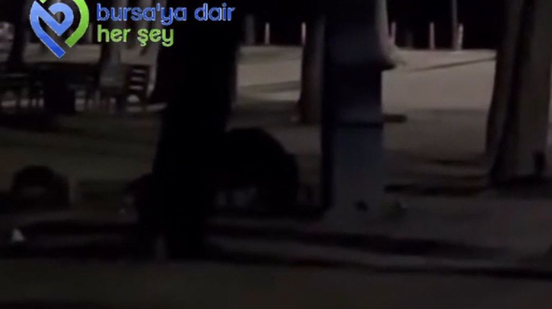 Bursa'da aç kalan domuz sürüsü yemek aramaya çıktı