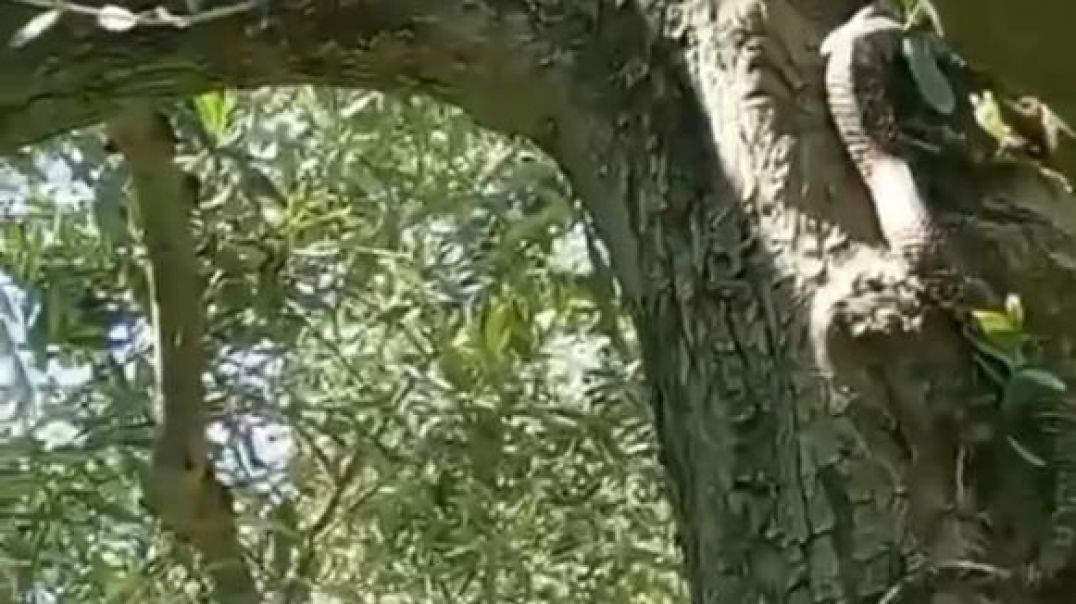 İznik’te zeytin ağacında 2,5 metrelik dev yılan panik yarattı