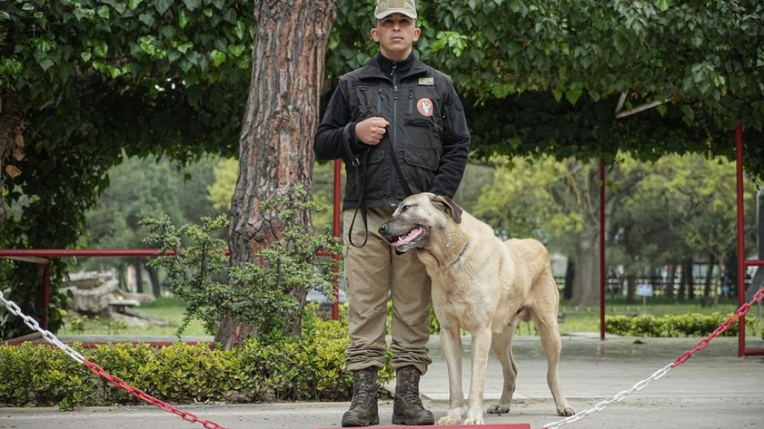 TSK’nın gizli kahramanları: Bursa’da yetişen eğitimli köpekler görev başında