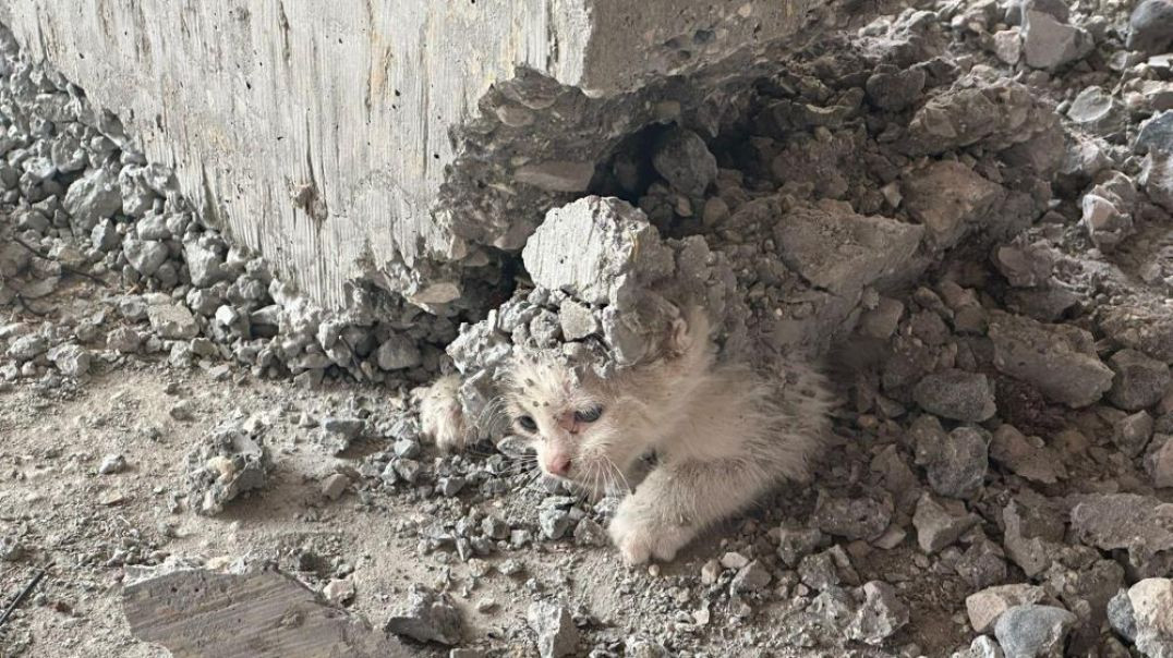 Üzerine beton dökülen yavru kedi son anda kurtarıldı