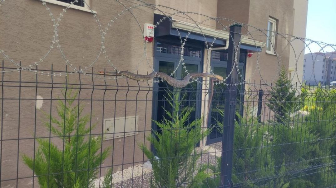 Bursa'da 1,5 metrelik yılan sitede paniğe neden oldu