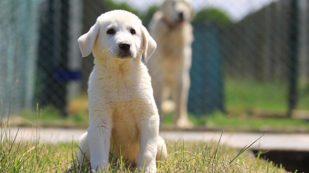 Kangal ve akbaş yavrularına yoğun talep: Fiyatı 17 bin 400 lira!