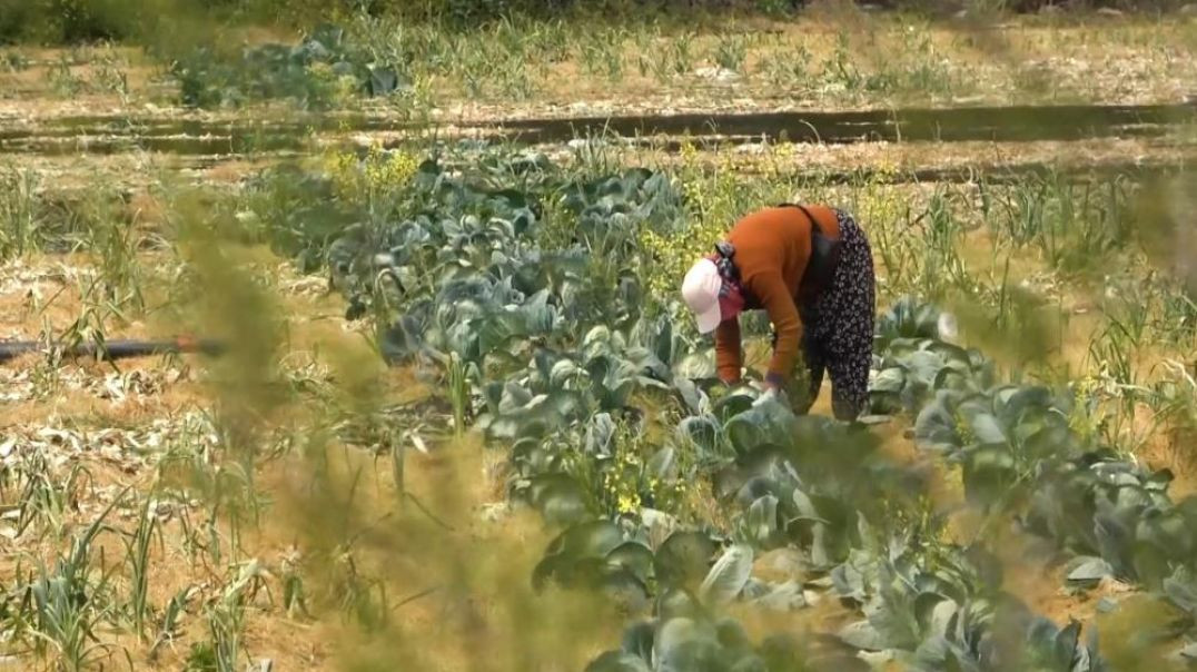 Devletin tarım arazilerine el koyacağı iddialarına yanıt geldi