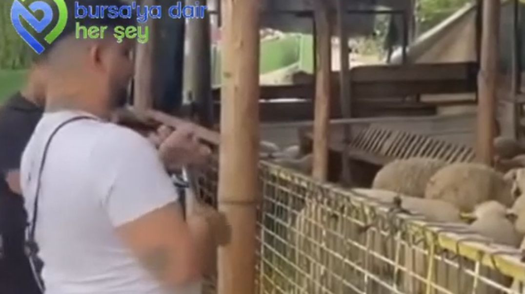 Bursa'da bu çiftlikte kurbanlıklar canlı müzikle bayramı bekliyor