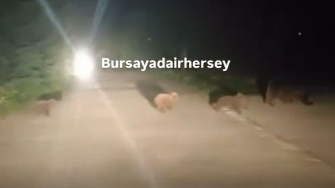 Uludağ'da acıkan ayı ailesi yemek aramaya çıktı