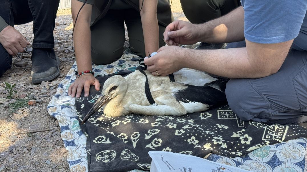 Karacabey'in sembolü Yaren’in yavruları göç yolunda takip edilecek