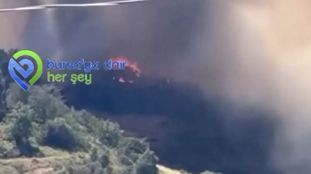 Bursa'da çam ormanında yangın: Alevler rüzgarla yayıldı!