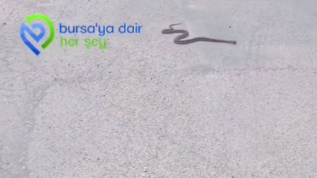 Bursa'da sıcak hava nedeniyle yola çıkan yılan paniğe neden oldu