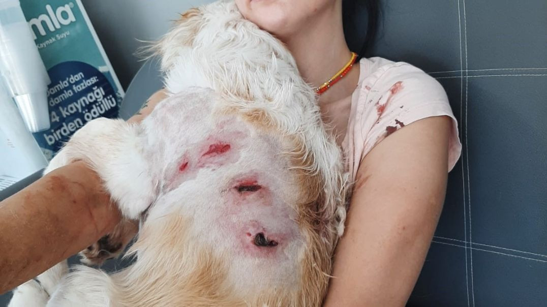 Bursa'da başıboş kangal köpek dehşeti kameraya yansıdı!