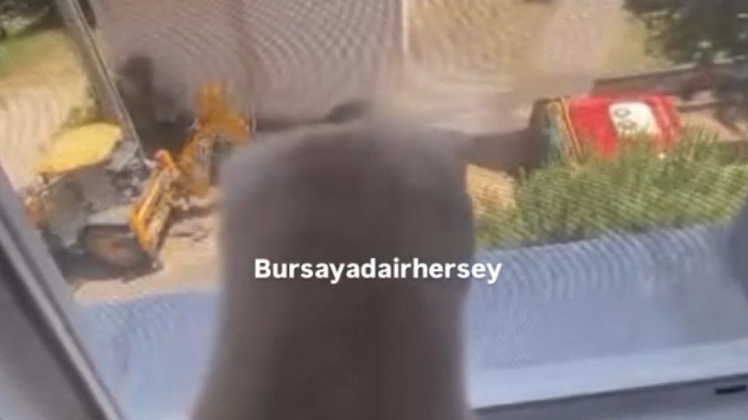 Bursa'da iş makinelerini izleyen kedi kamerada: “Ülkenin kedisi bile iş makinelerine meraklı”