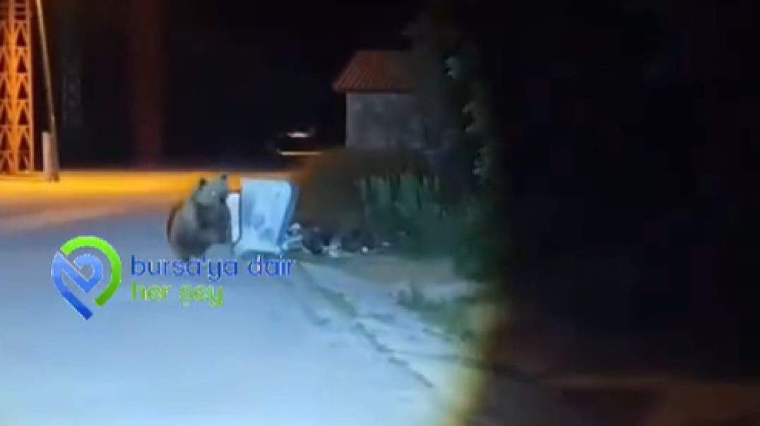 Uludağ’da ayı paniği: Rahatsız edilen ayı saldırdı