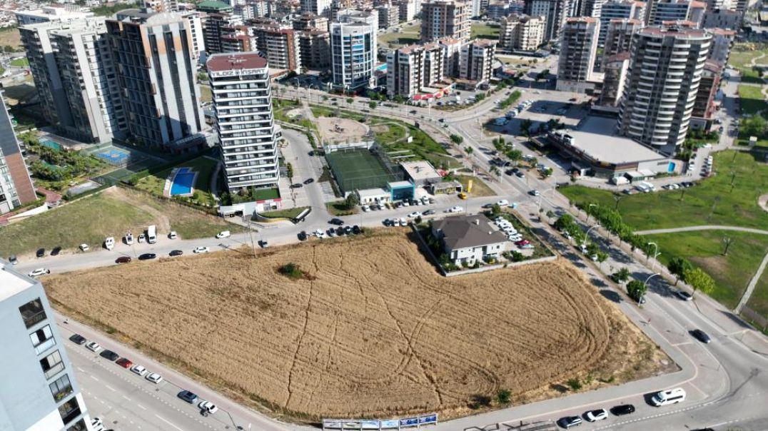 Bursa'da milyon dolarlık gökdelenlerin gölgesinde buğday hasadı başladı