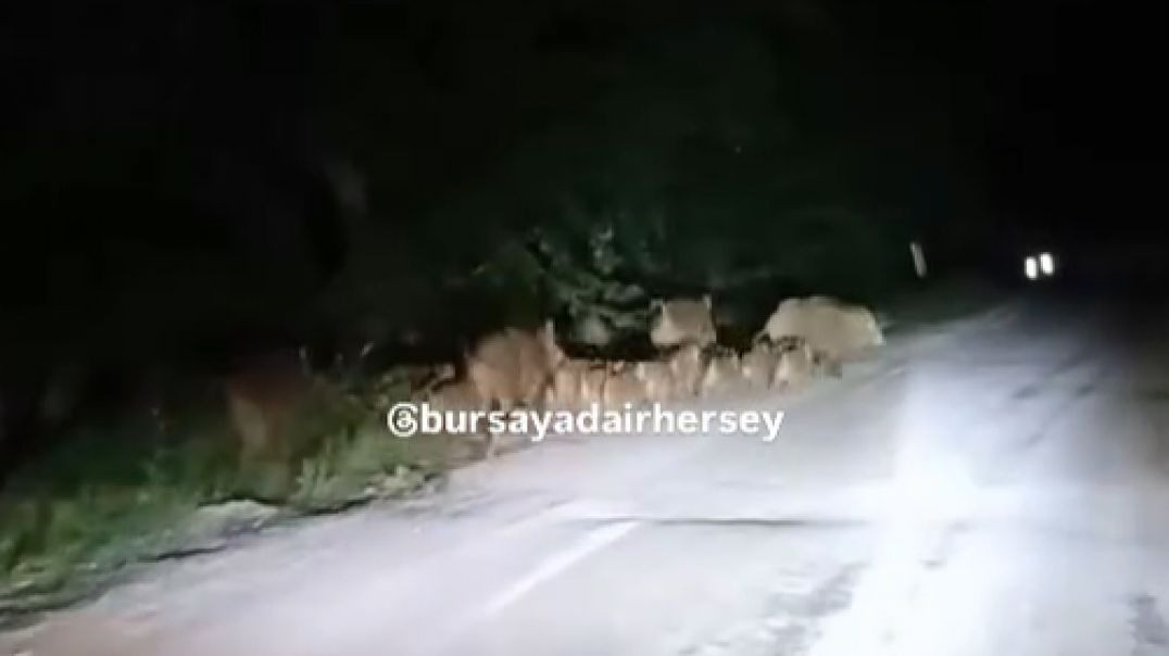 Bursa'da aç kalan domuz sürüsü yola indi!