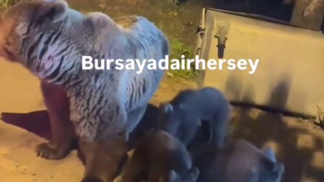 Uludağ'da ayı ailesinin ziyafeti kameraya yansıdı