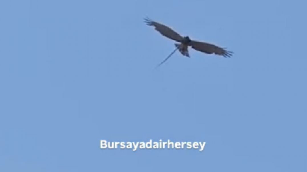 Bursa semalarında nadir an: Yılan kartalı avıyla görüntülendi