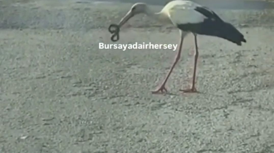 Bursa Gölyazı'da leylek gördüğü yılanı affetmedi!