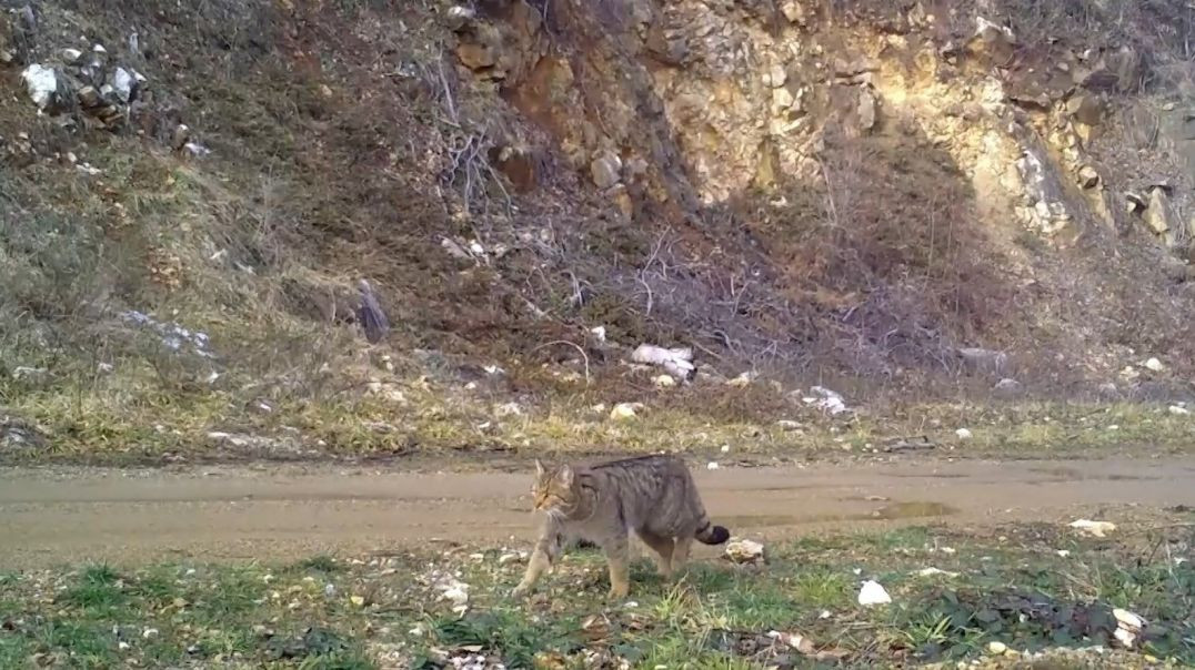 Gündüzleri görmenin imkansız olduğu yaban kedisi Uludağ'da fotokapana takıldı