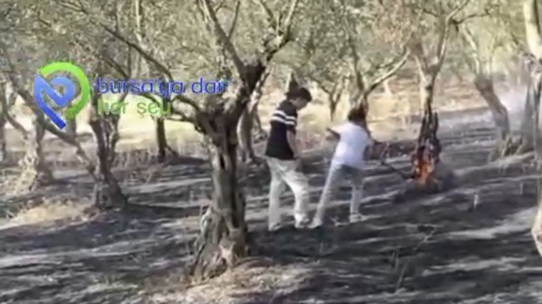 Bursa'da zeytin ağaçları alevlere teslim oldu...Yangına çocuklar da müdahale etti