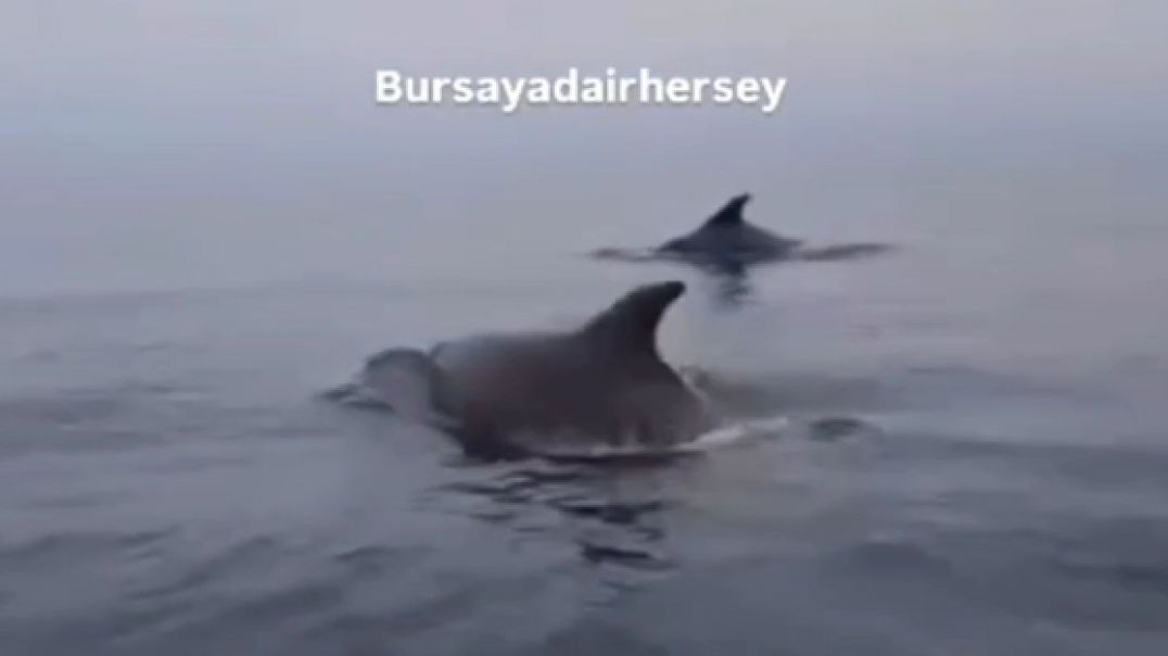 Mudanya'da tekneye eşlik eden yunuslar görsel şölen yaşattı