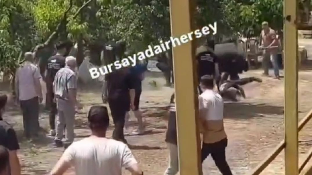 Bursa'da Kurban Bayramı klasiği: Kurbanlıklar kaçtı onlar yakalamaya çalıştı!