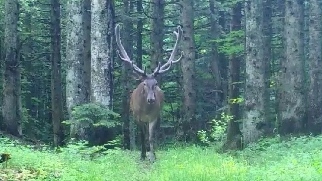 Kızıl geyik Bursa dağlarında heybetiyle poz verdi