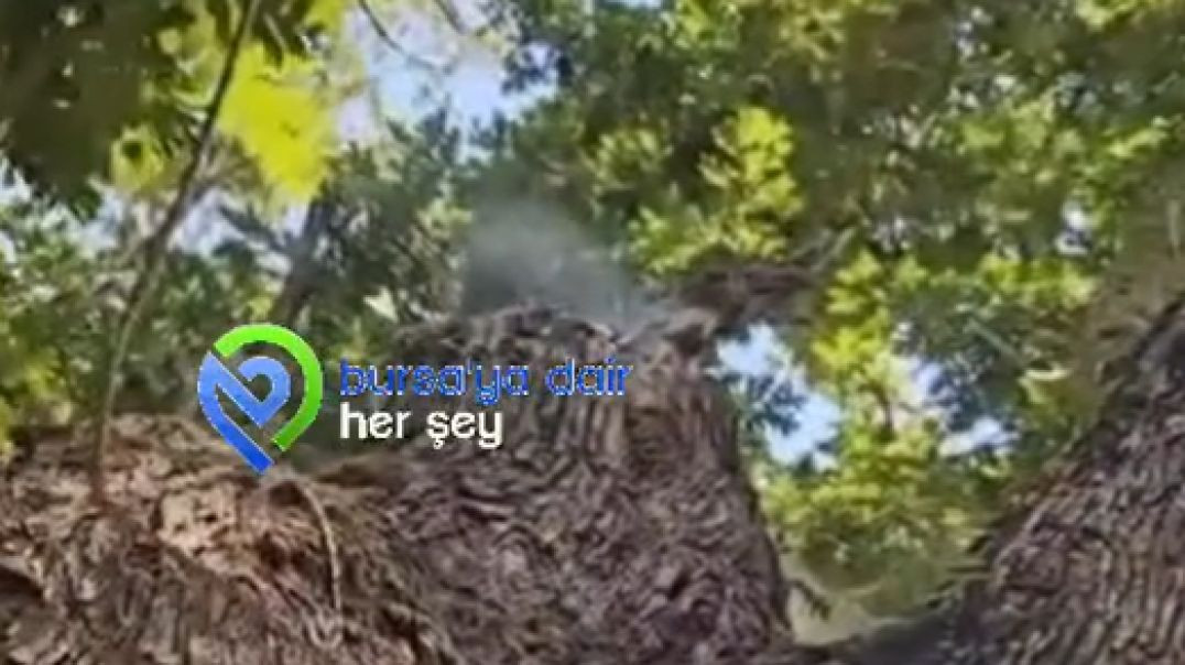Bursa'da gönüllülerin gölgesine sığındığı ağaç bir anda yanmaya başladı