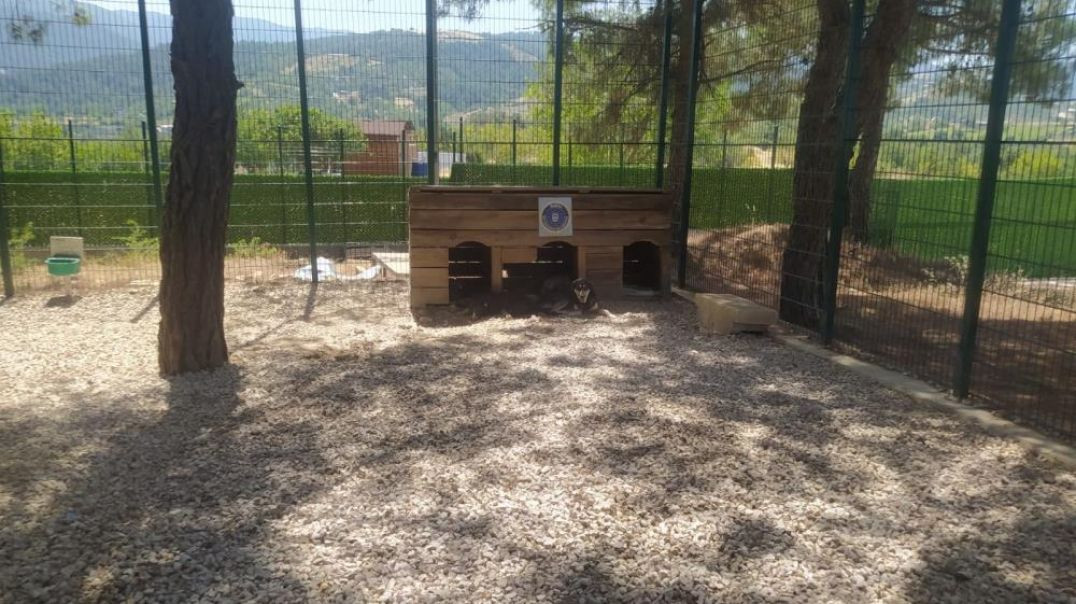 Bursa'da yangından kurtarılan 103 köpek güvenli barınaklara taşındı