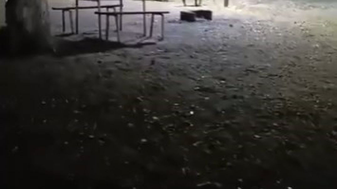 Bursa'da aç kalan domuzlar piknik alanında yemek aradı