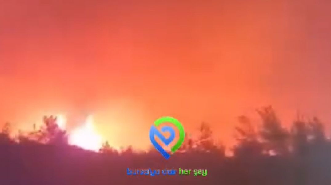 Bursa Gürsu’daki hayvan barınağı vatandaşların yardımıyla boşaltıldı
