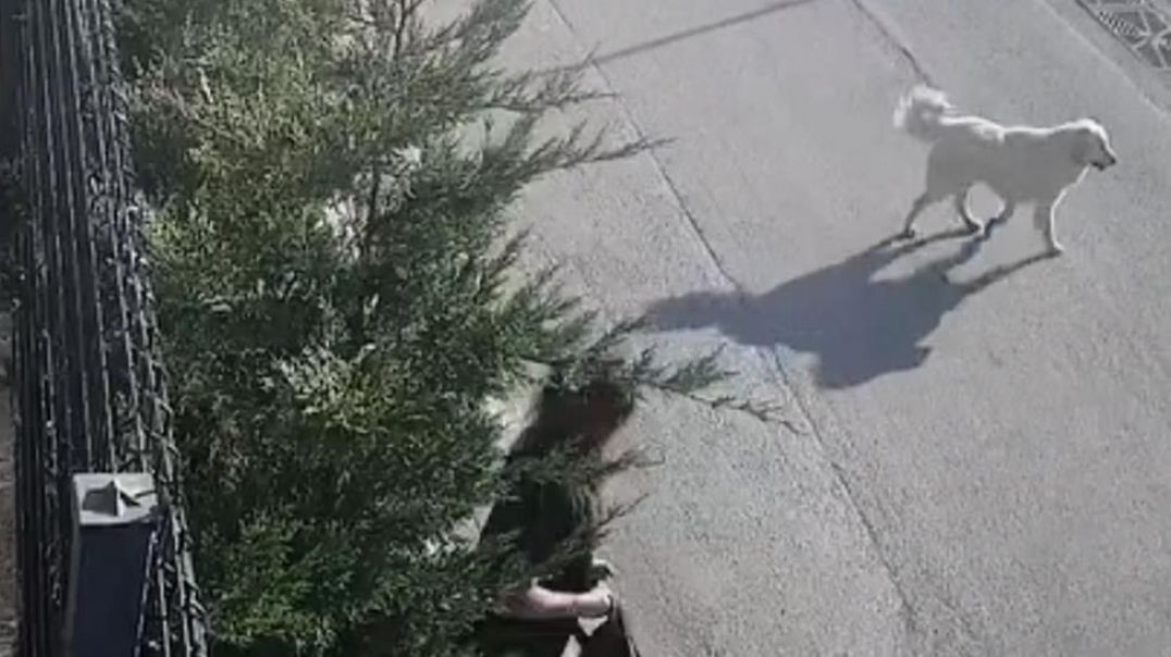 Bursa'da genç kadın işe giderken köpek saldırısıyla kabusu yaşadı