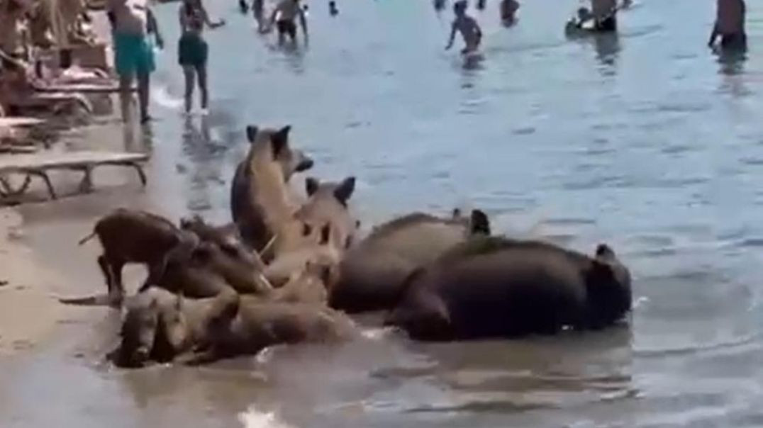 Marmaris sahilinde domuz sürüsü tatilcilerle birlikte denize girdi