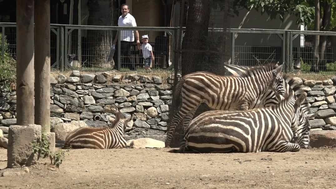 Bursa Hayvanat Bahçesi'nde zebra ailesine yeni üyeler katıldı